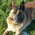 honden foto Dit is de vader, een pracht van een Mechelse herder. Super karakter: rustig vastberaden allert en zeer intelligent! 