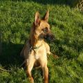 honden foto Dit is de moeder een zeer mooie mechelse herder!
Zeer alert en werkwillig!