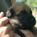 honden foto Eén van onze pups uit het nestje van 5.Prachtige hondjes! Allemaal zijn ze zeer mooi van kleur. Geen grauwe/grijze!