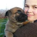 honden foto één van onze Mechelse herder pus uit een nest van 2 Jaar geleden
