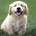 honden foto doebi en Senna 
