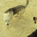 honden foto juno en zen vriendje die die heeft ontmoet bij de zwanenvijver andere husky! :-D