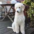 honden foto 