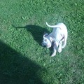 honden foto zoveelste gekker, zoveelste beter