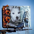 honden foto 