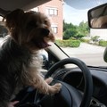 honden foto Max wou eens rijden. ;)