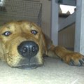 honden foto Mega Laska