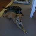 honden foto Madam en Oma Dayka van 17 :)