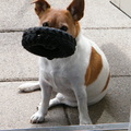 honden foto Ik heb een lekke band kan jij die maken ??