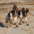 honden foto onze race monsters