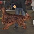 honden foto 