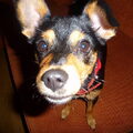 honden foto Dit is mijn anderhalf jaar oude Balou.Ze is een kruising,denk zelf met een pincher.