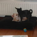 honden foto Bibi en dipsie (dips in zn nog dunne periode)