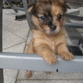 honden foto 