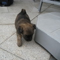 honden foto dit is zijn zusje die zoekt een nieuwe baas