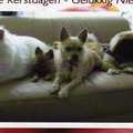 honden foto pebble chewie muffin en chanel
