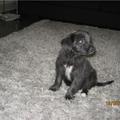 honden foto 