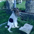 honden foto 