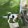 honden foto 