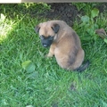 honden foto ....