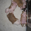 honden foto NOG TWEE PUPPYS OVER,ZE ZIJN NU 8 WEEKJES EN MOGEN EVENTUEEL AL WEG,WEL ALLEEN LIEFHEBBERS,BEN ZEER KIESKEURIG WAAR MIJN HONDEN NAAR TOE GAAN