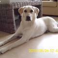 honden foto 