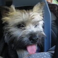 honden foto Vriend Fritz op reis
