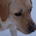 honden foto 