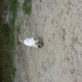 honden foto Snowy playing 