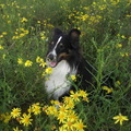 honden foto Ik kom maar net boven de bloemen uit, klein zijn heet toch ook zo zijn nadelen ...