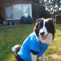 honden foto scottie 
met filip zen T-shirt .
