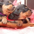 honden foto 