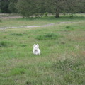 honden foto Los lopen is toch wel het leukste wat er is!!!