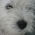 honden foto 