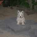 honden foto 