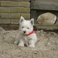 honden foto 