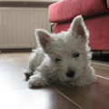 honden foto 