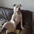honden foto wat zie ik daar?!