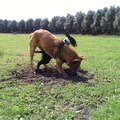 honden foto Ik duik wel onder je door,misschien kom je dan spelen....!