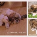 honden foto onze 3 lieve scheetjes