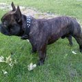 honden foto MET TROTS TOON IK HIER MIJN MOOIE BULLENKINDEREN EN RECENT GEBOREN PUPS.
BEN ER ZO TROTS OP DAT IK DIT GRAAG WIL DELEN,DUS BIJ DEZE!!
