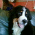 honden foto 