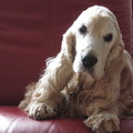 honden foto Dit was onze cocker spaniel ze is 16 1/2 jaar geworden.