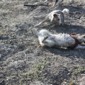 honden foto Even afdrogen