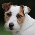 honden foto Floortje