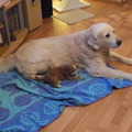 honden foto 