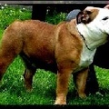 honden foto 