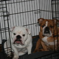 honden foto 