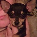 honden foto Mijn allerliefste hondjeee (L)