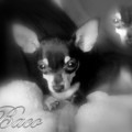 honden foto baco bewerkte foto (L)